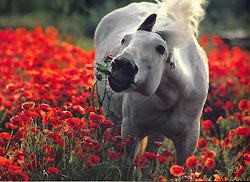 Horse eating poppies
