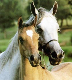 Beautiful Horses