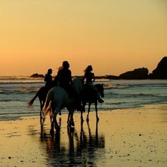 Horses at Sunset