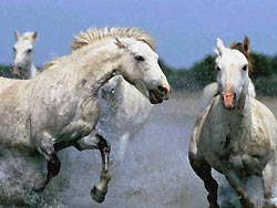 White horses running